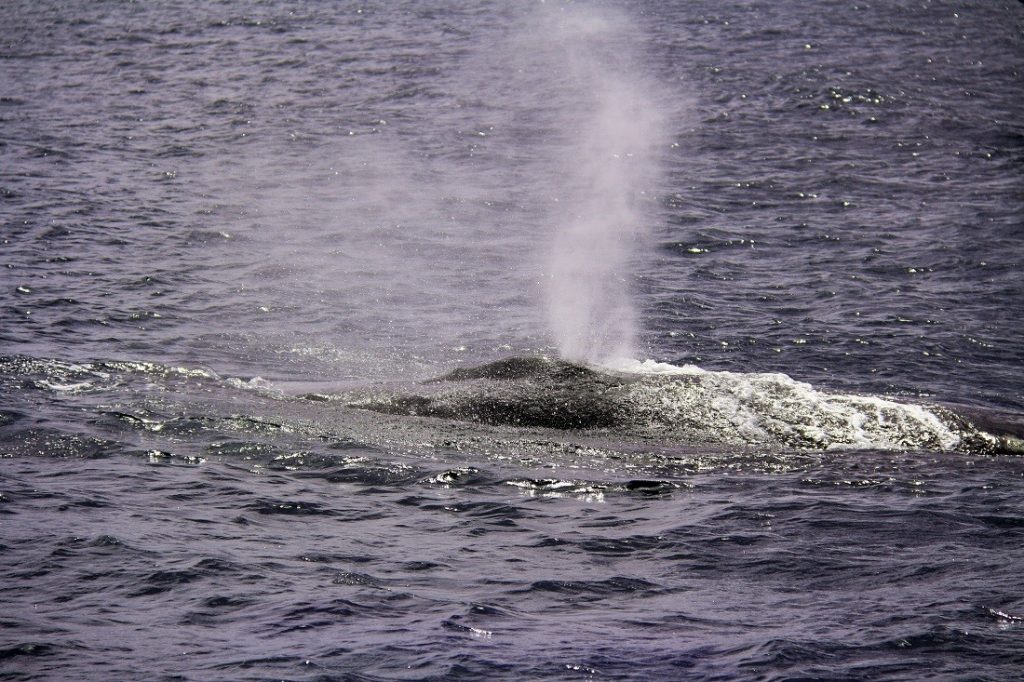 A whale is exhaling on the surface