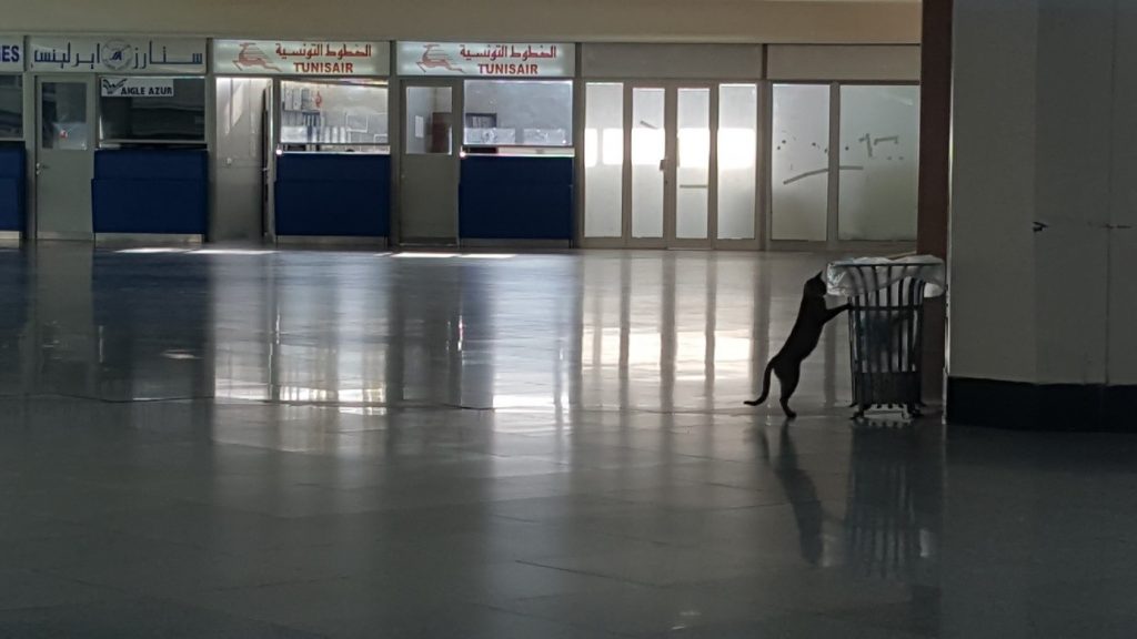 One of the several homeless cats looking for breakfast inside of the airport