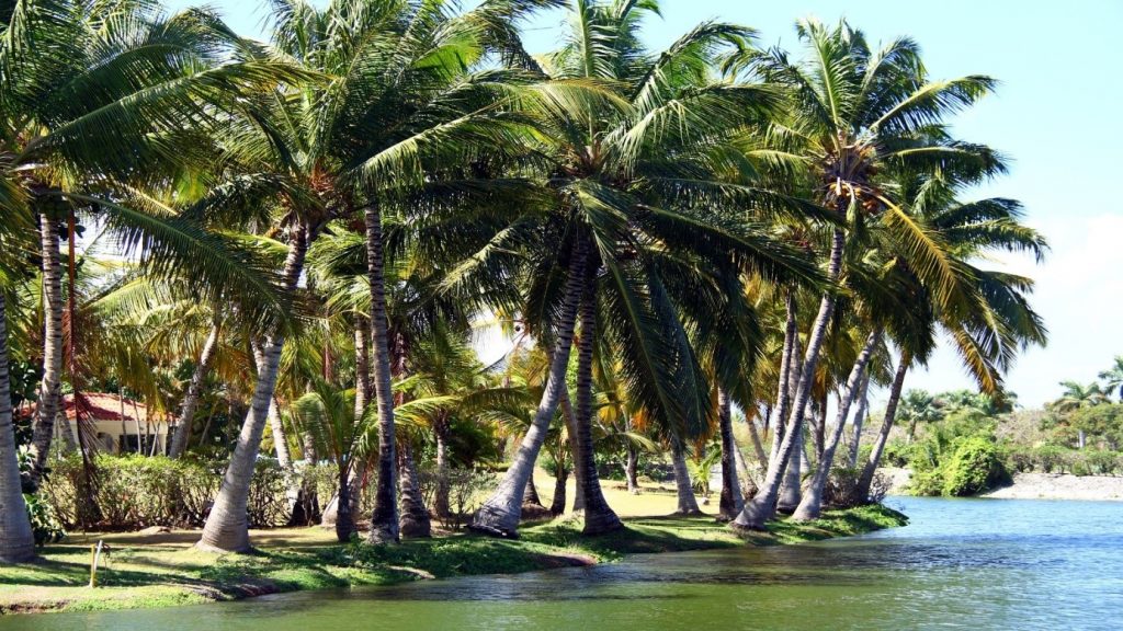 Small river surrounded by coconut trees