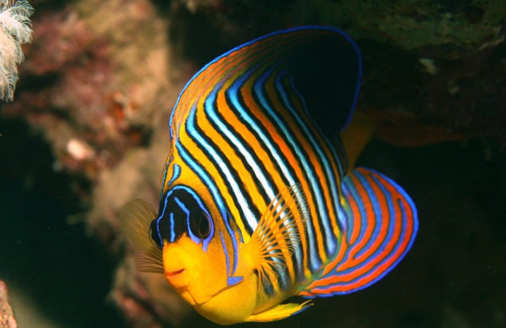 The marine life of the Red Sea is simply beautiful